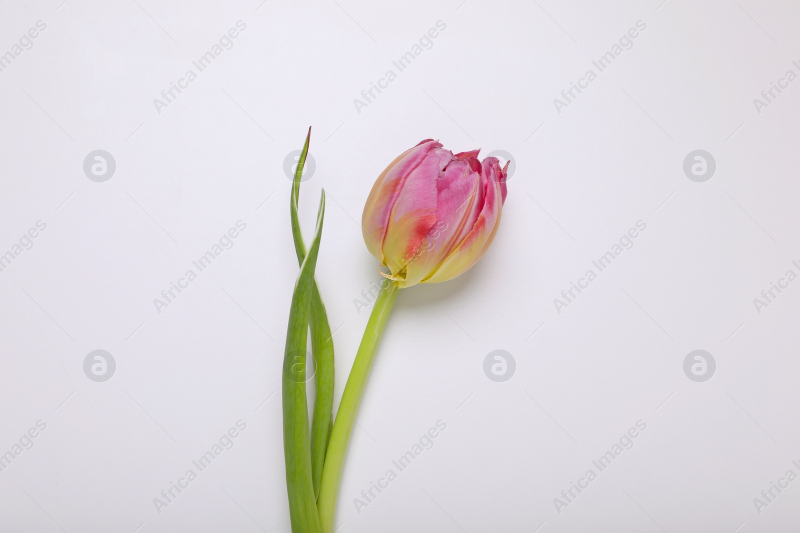 Photo of One pink tulip on white background, top view