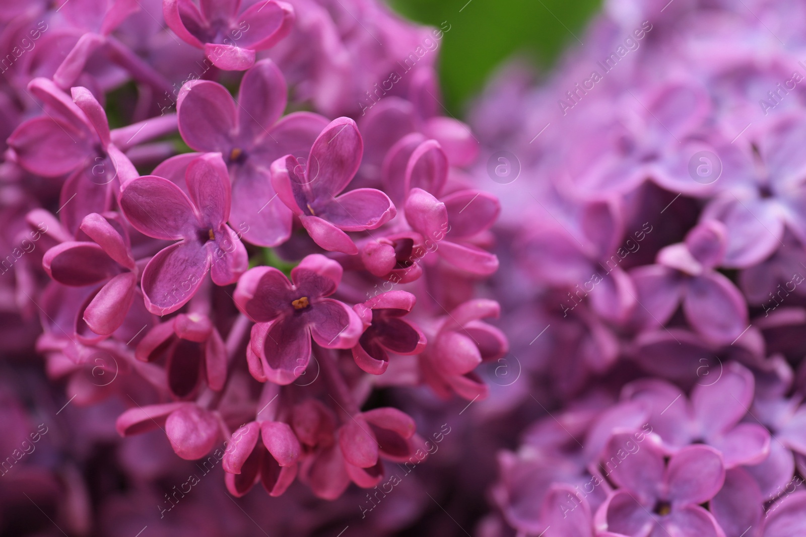 Photo of Closeup view of beautiful fresh lilac flowers