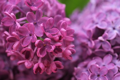 Photo of Closeup view of beautiful fresh lilac flowers