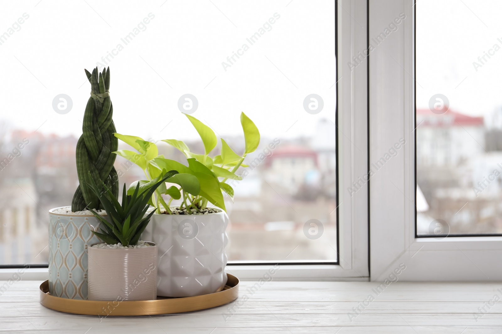 Photo of Beautiful Aloe with Sansevieria and Scindapsus in pots on white wooden windowsill, space for text. Different house plants