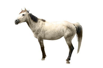 Grey horse on white background. Beautiful pet