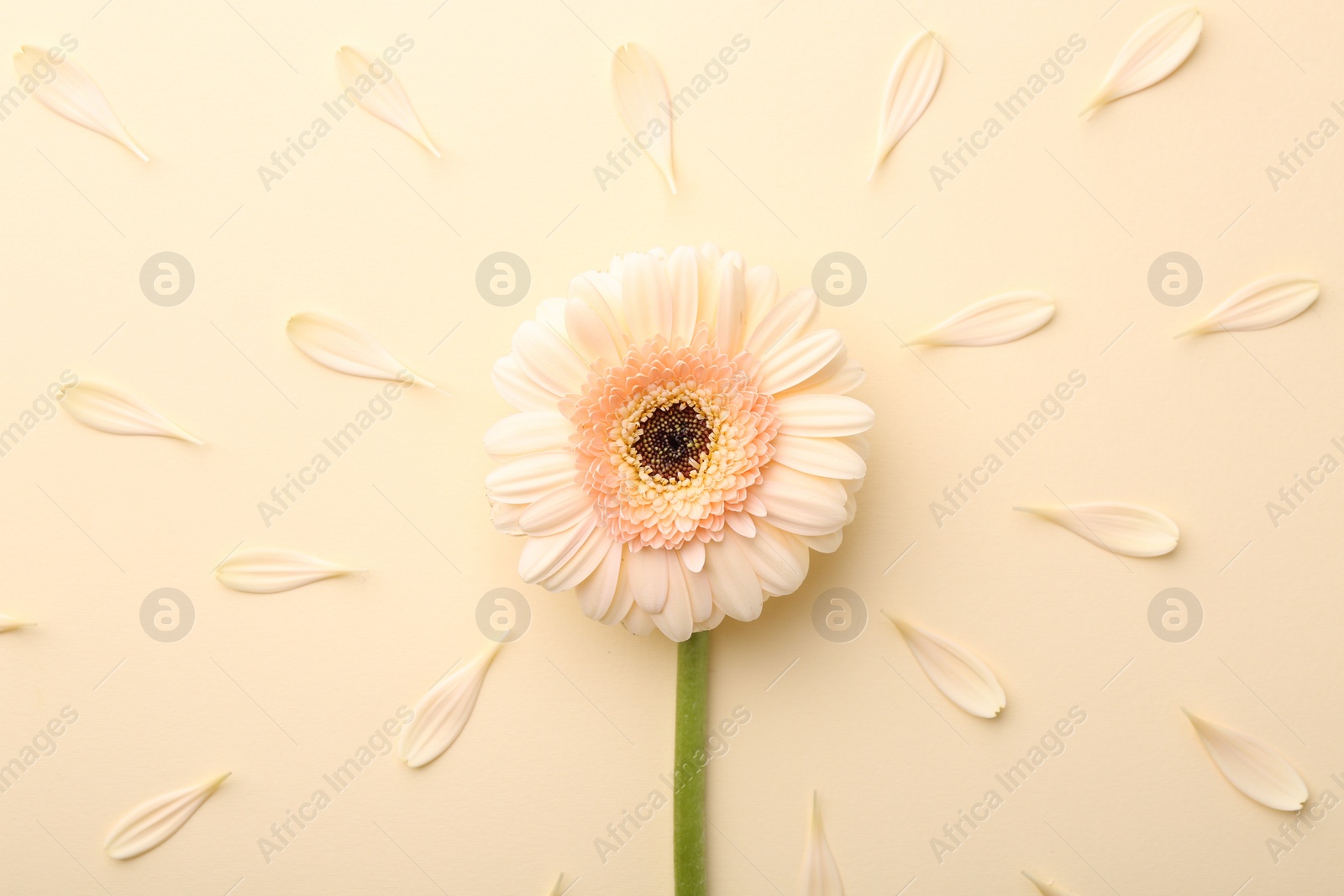 Photo of Beautiful gerbera flower and petals on beige background, top view