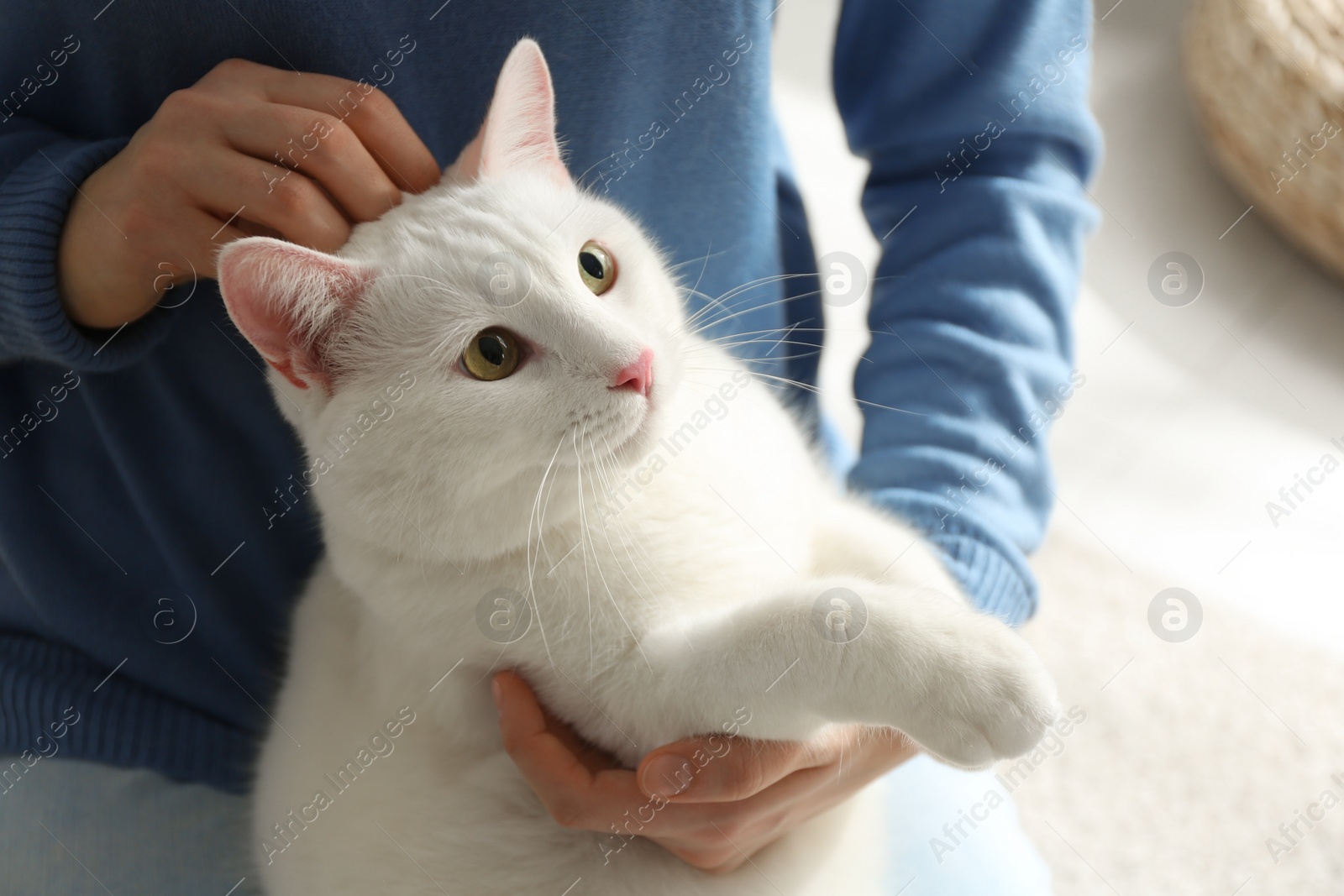 Photo of Young woman with her beautiful white cat at home, closeup. Fluffy pet