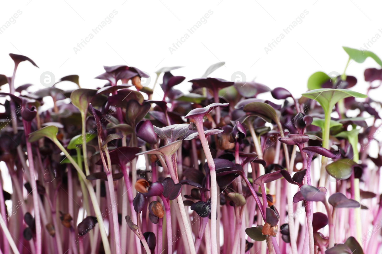 Photo of Fresh organic microgreen on white background, closeup