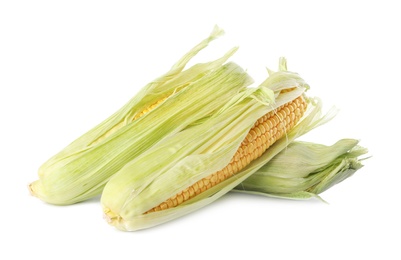 Ripe raw corn cobs with husk on white background