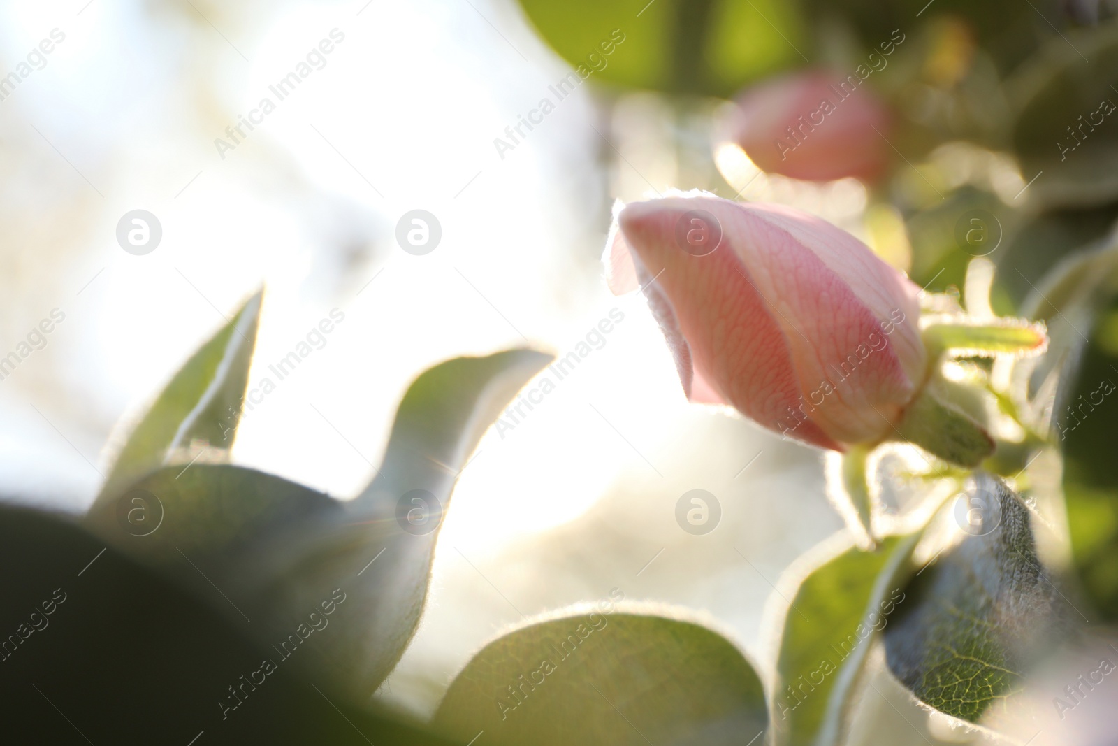 Photo of Closeup view of beautiful blossoming quince tree outdoors on spring day