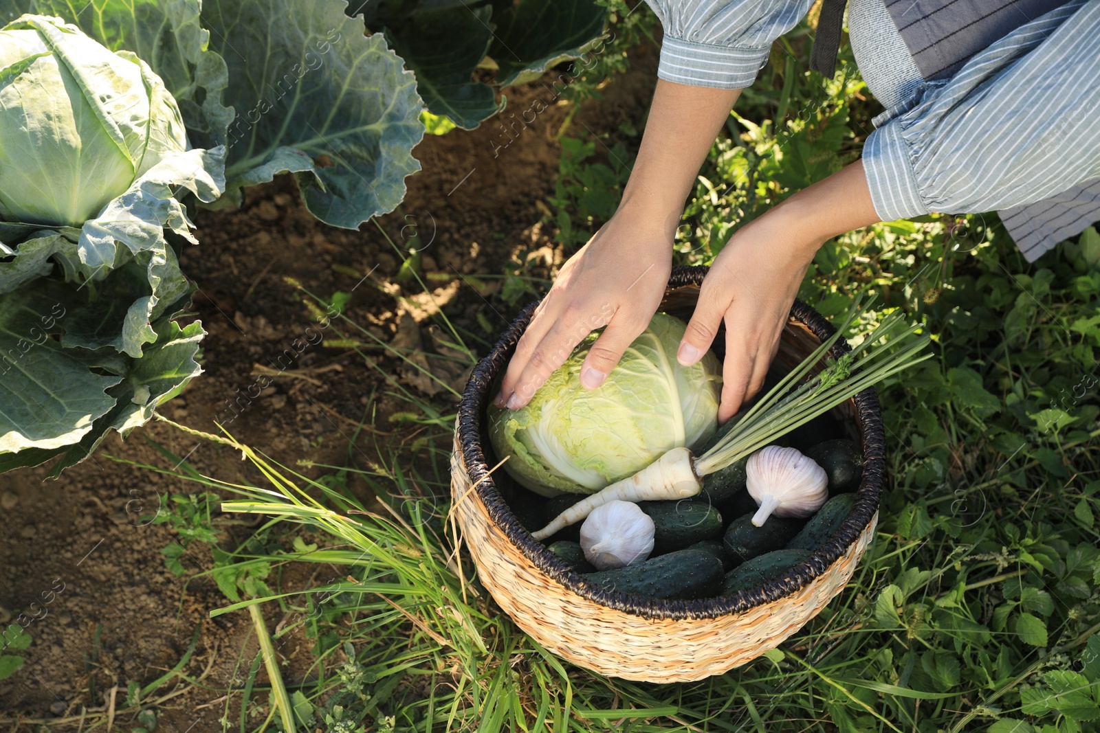 Photo of Woman harvesting different fresh ripe vegetables on farm, above view