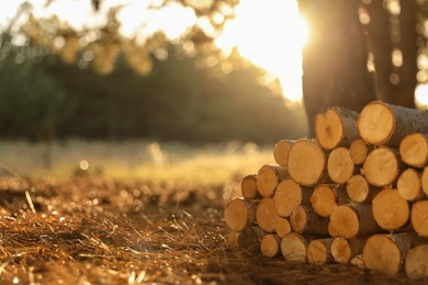 Photo of Stack of cut firewood in forest on sunny day