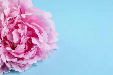 Photo of Beautiful peony flower on light blue background, closeup. Space for text