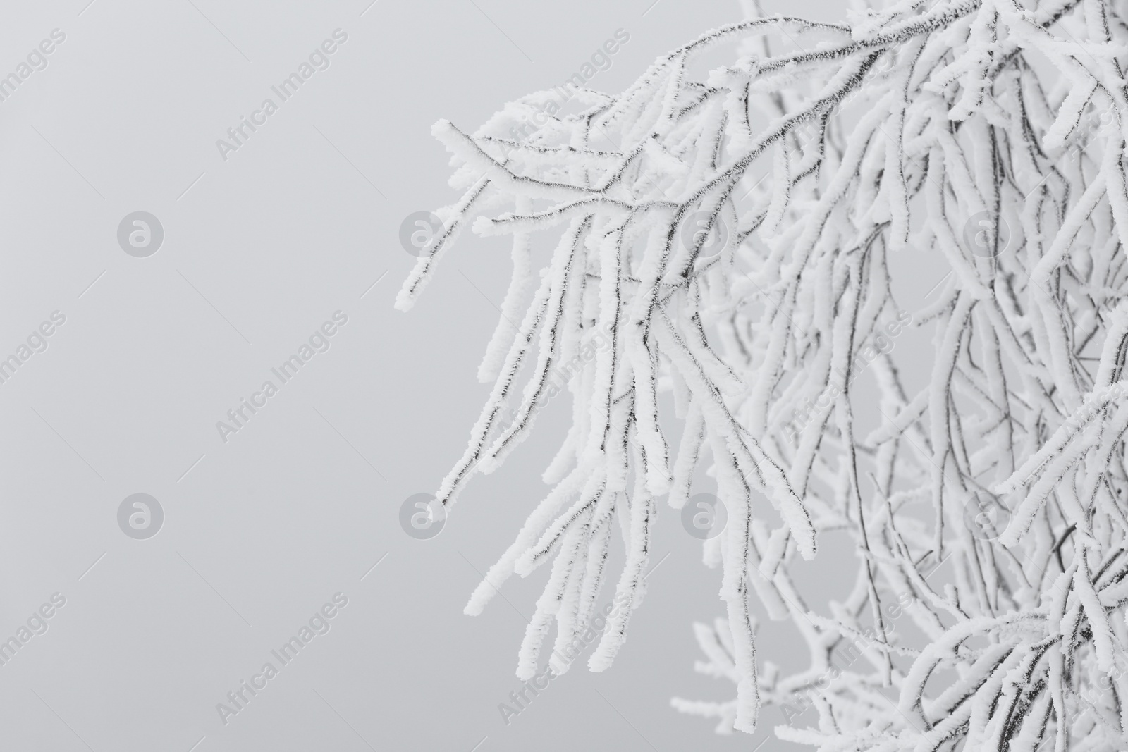 Photo of Beautiful tree branches covered with snow on winter day, closeup. Space for text