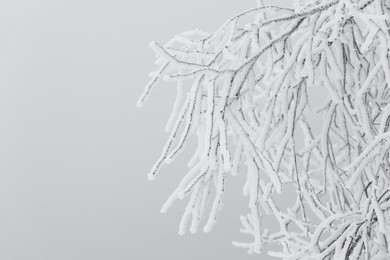 Photo of Beautiful tree branches covered with snow on winter day, closeup. Space for text