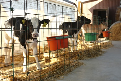 Photo of Pretty little calves on farm. Animal husbandry