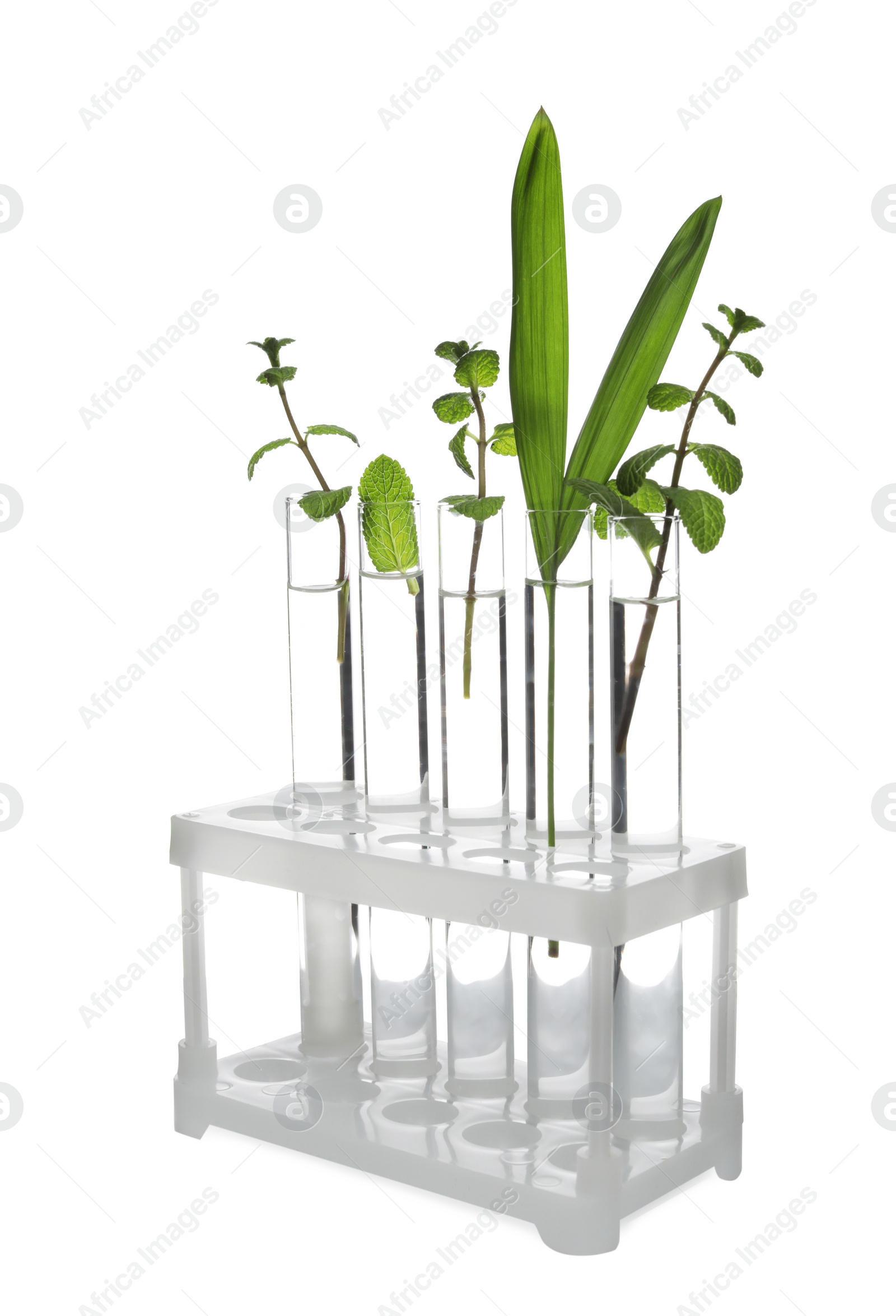 Photo of Rack with plants in test tubes isolated on white. Organic chemistry