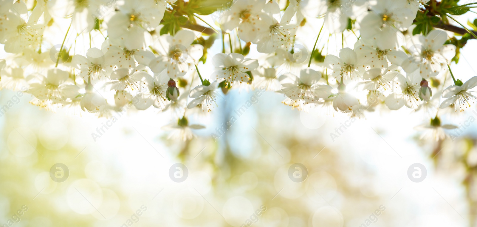 Image of Beautiful cherry tree on sunny day. Amazing spring blossom