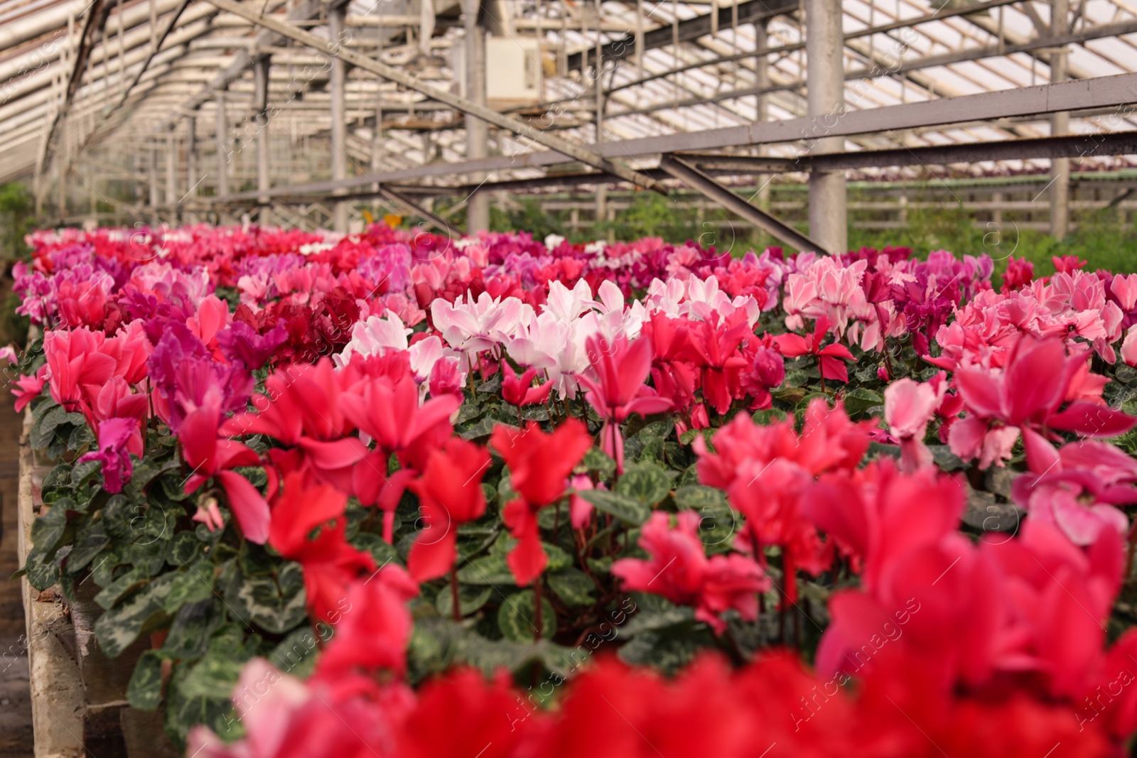 Photo of Many blooming flowers in greenhouse, closeup view. Home gardening