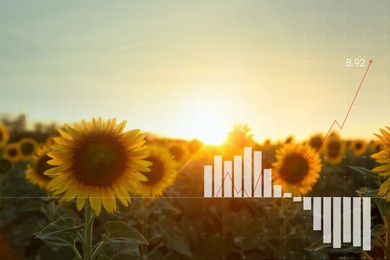 Image of Agricultural crisis. Sunflower field and illustration of graph showing decrease amount of harvest