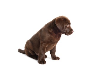 Photo of Cute chocolate Labrador Retriever puppy on white background