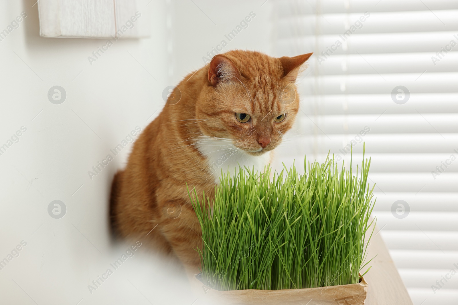 Photo of Cute ginger cat near potted green grass indoors