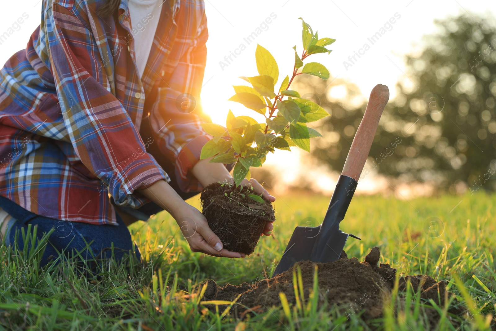 Photo of Woman planting tree in countryside, closeup view