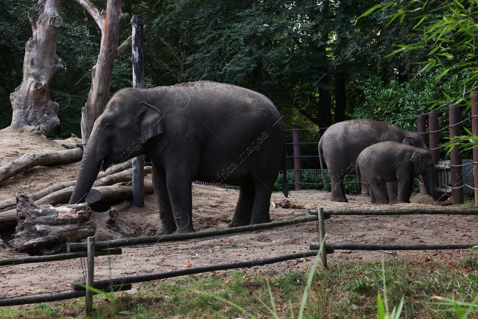 Photo of Group of adorable elephants walking in zoological garden