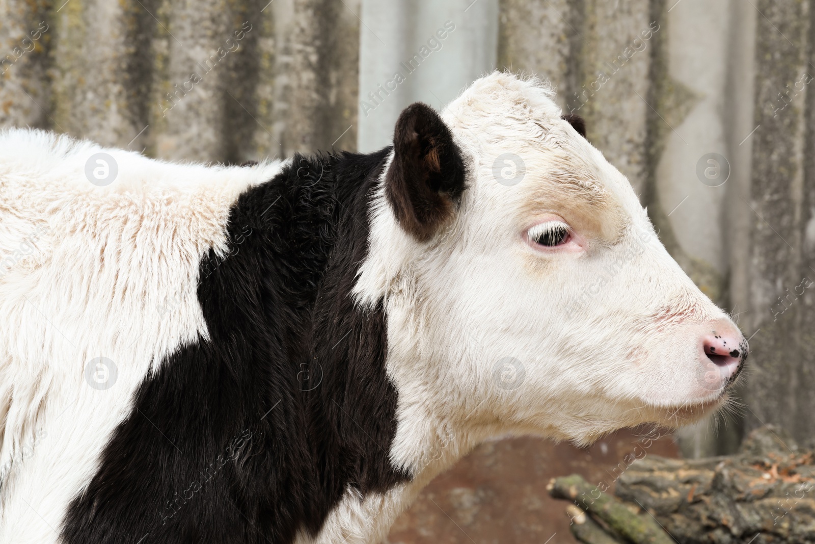 Photo of Beautiful young black and white cow in farmyard