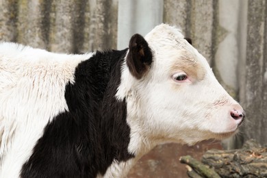 Beautiful young black and white cow in farmyard