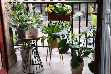 Photo of Many different beautiful plants in pots on balcony