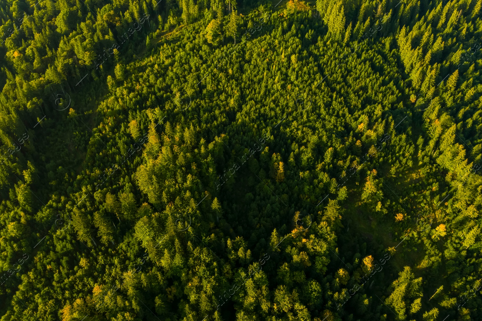 Image of Aerial view of green trees on sunny day. Drone photography