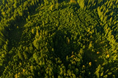 Image of Aerial view of green trees on sunny day. Drone photography