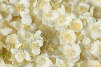 Photo of Many aromatic jasmine flowers as background, above view