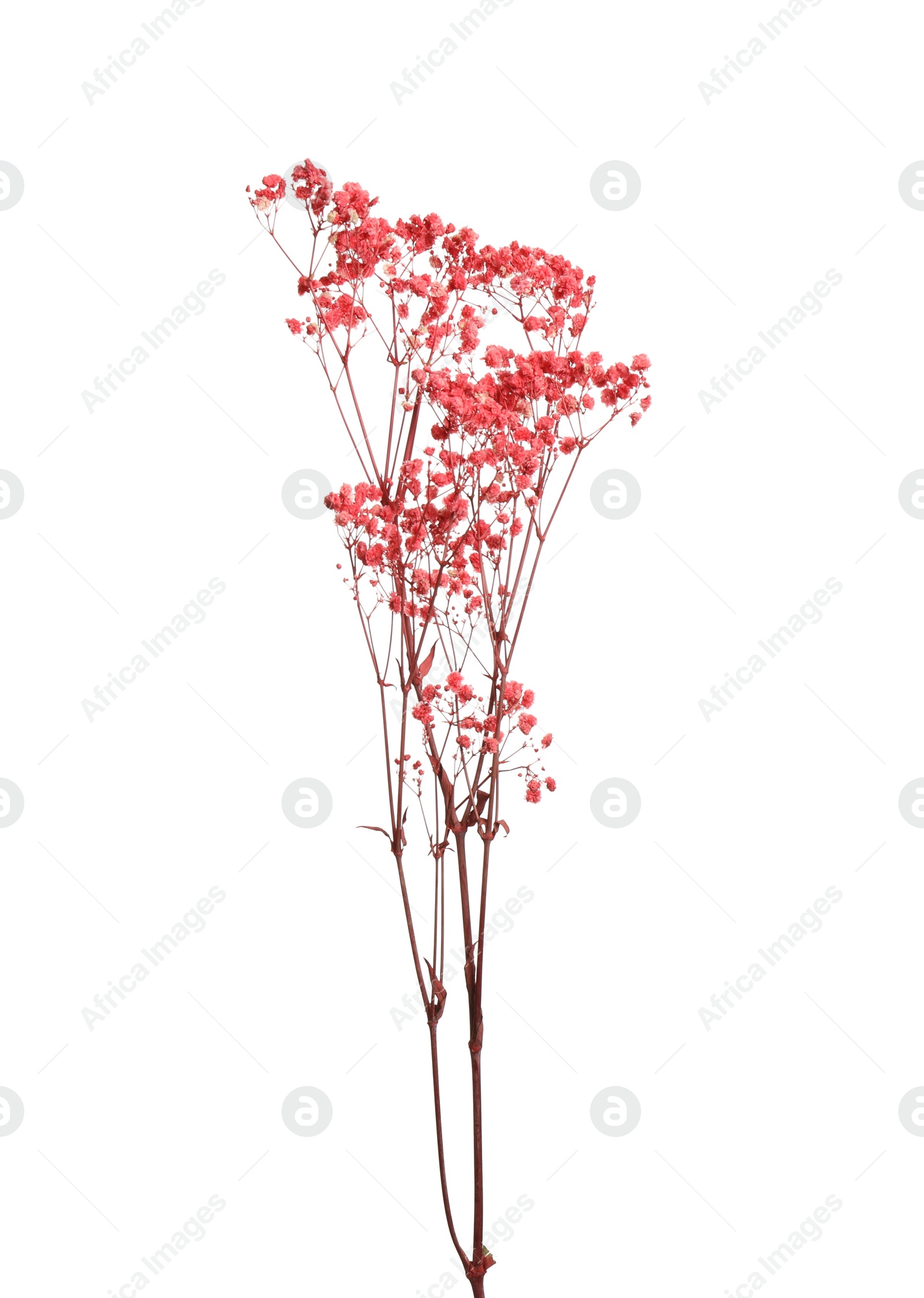 Photo of Beautiful tender dried flowers on white background.