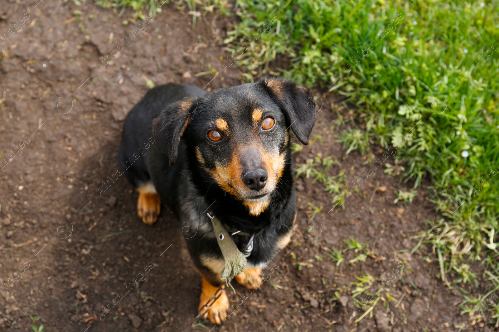 Photo of Adorable dog on chain outdoors, above view