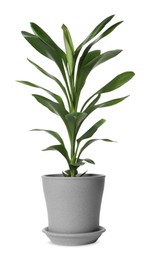 Photo of Beautiful dracaena plant in pot on white background. House decor