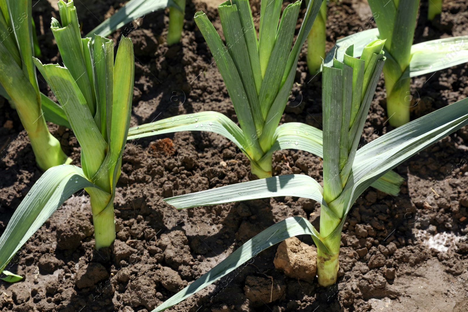 Photo of Fresh green leeks growing in field on sunny day