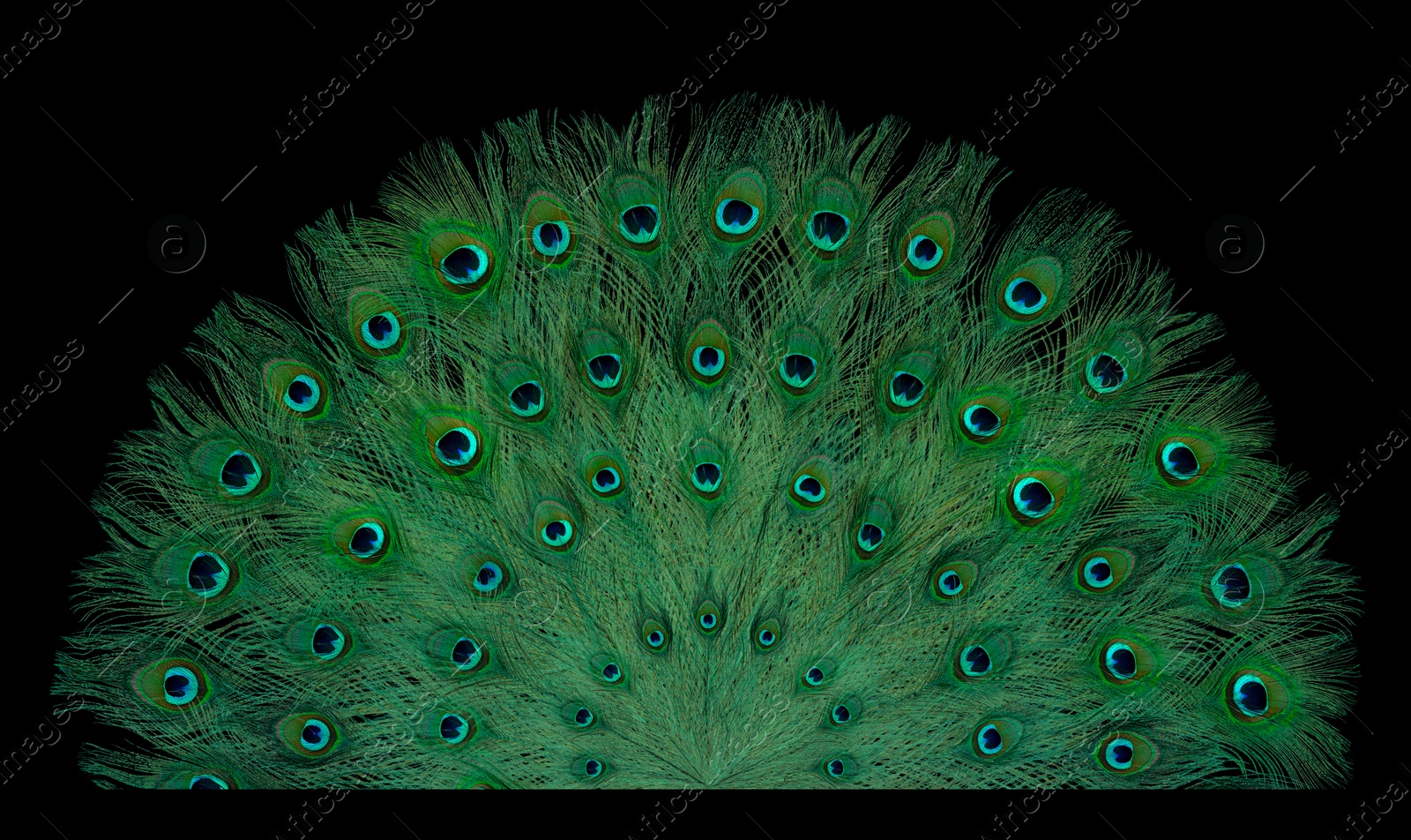 Image of Beautiful bright peacock feathers on black background