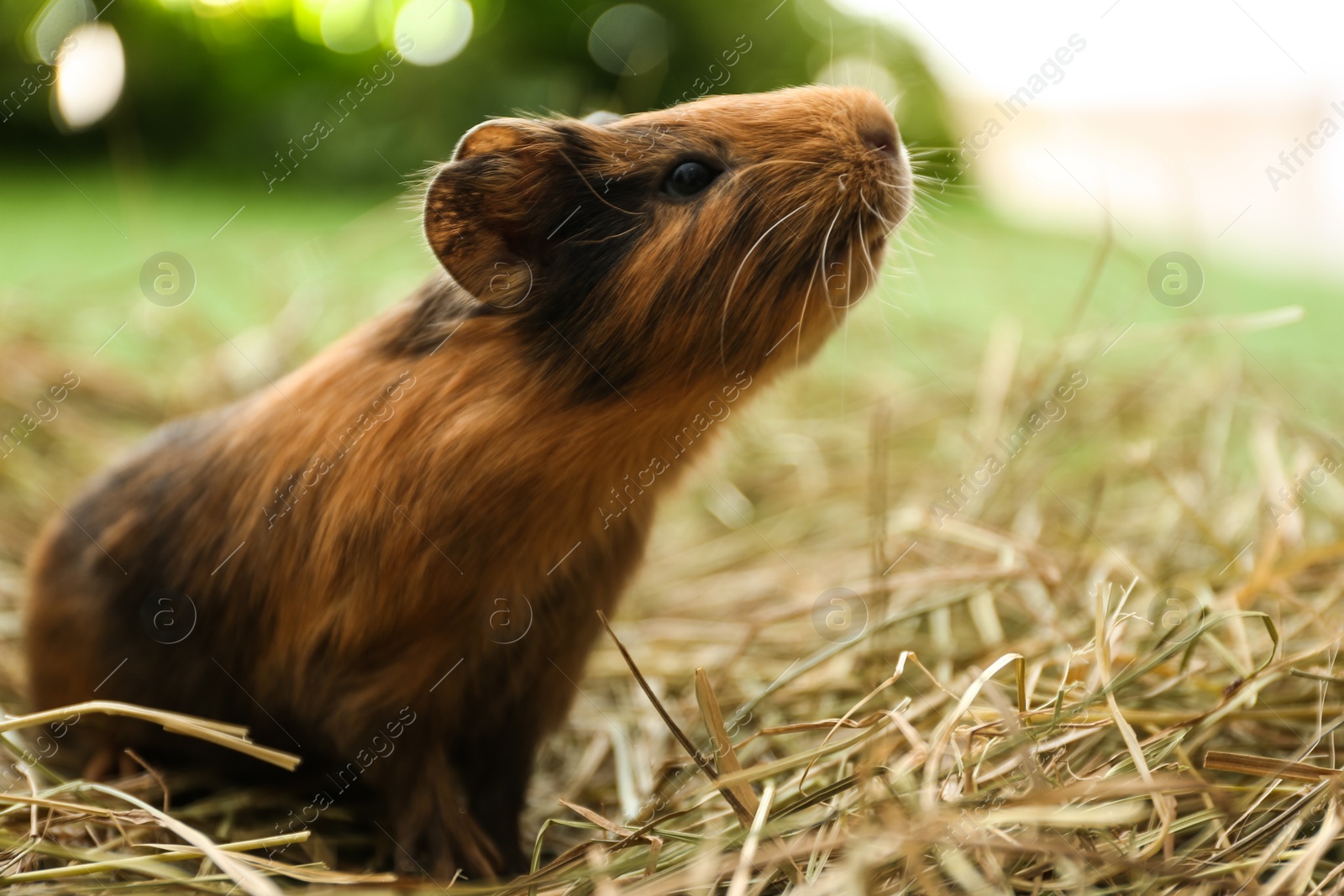 Photo of Cute funny guinea pig and hay outdoors, closeup