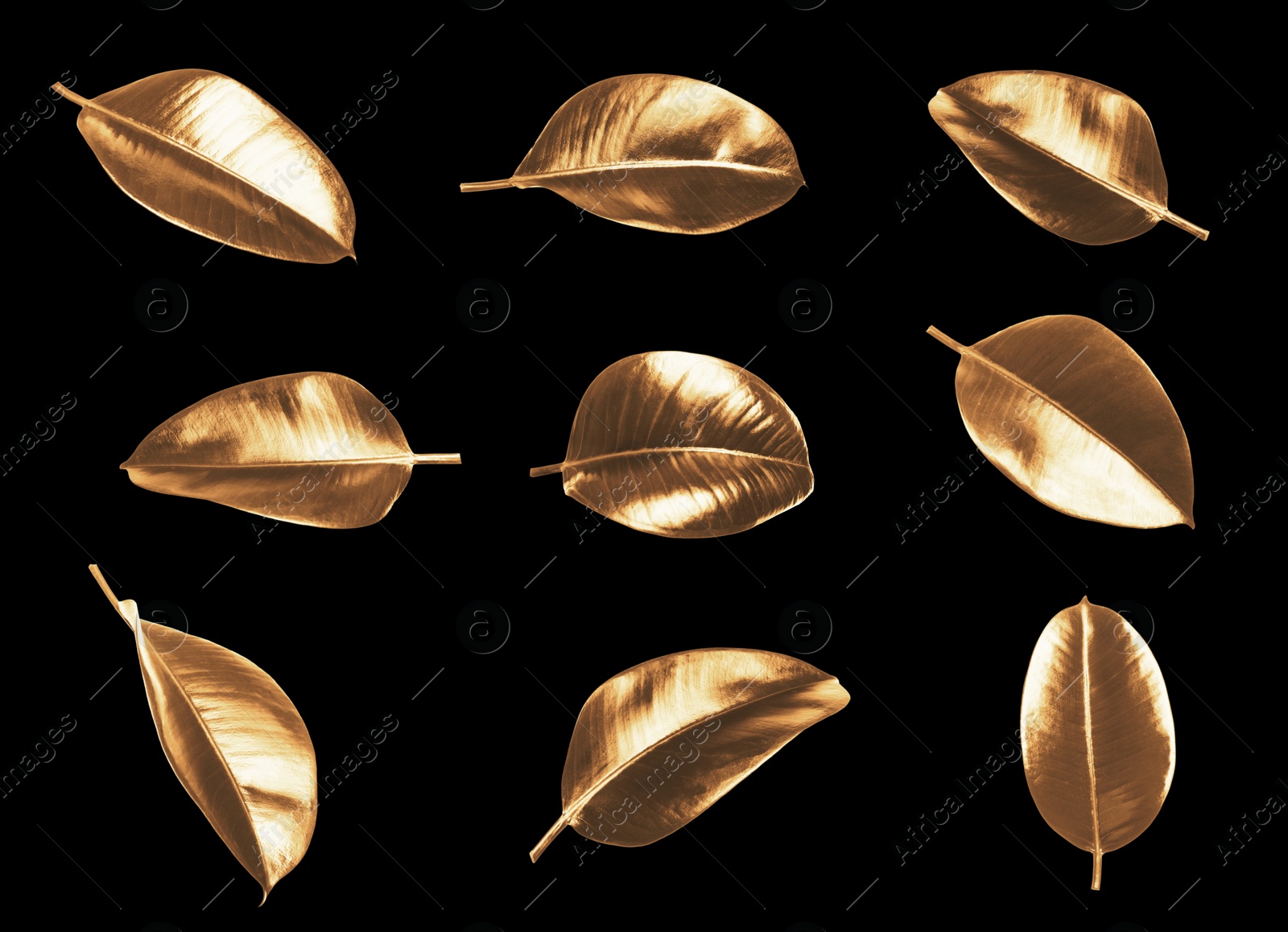 Image of Collage with beautiful gold painted leaves of Ficus Elastica plant on black background