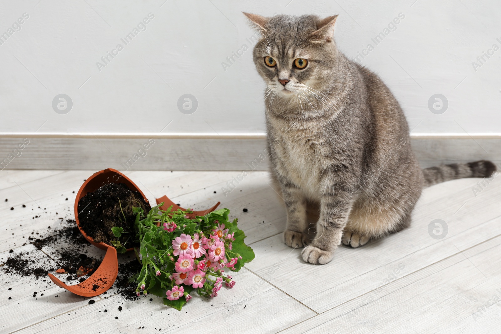 Photo of Cute cat and broken flower pot with cineraria plant on floor indoors