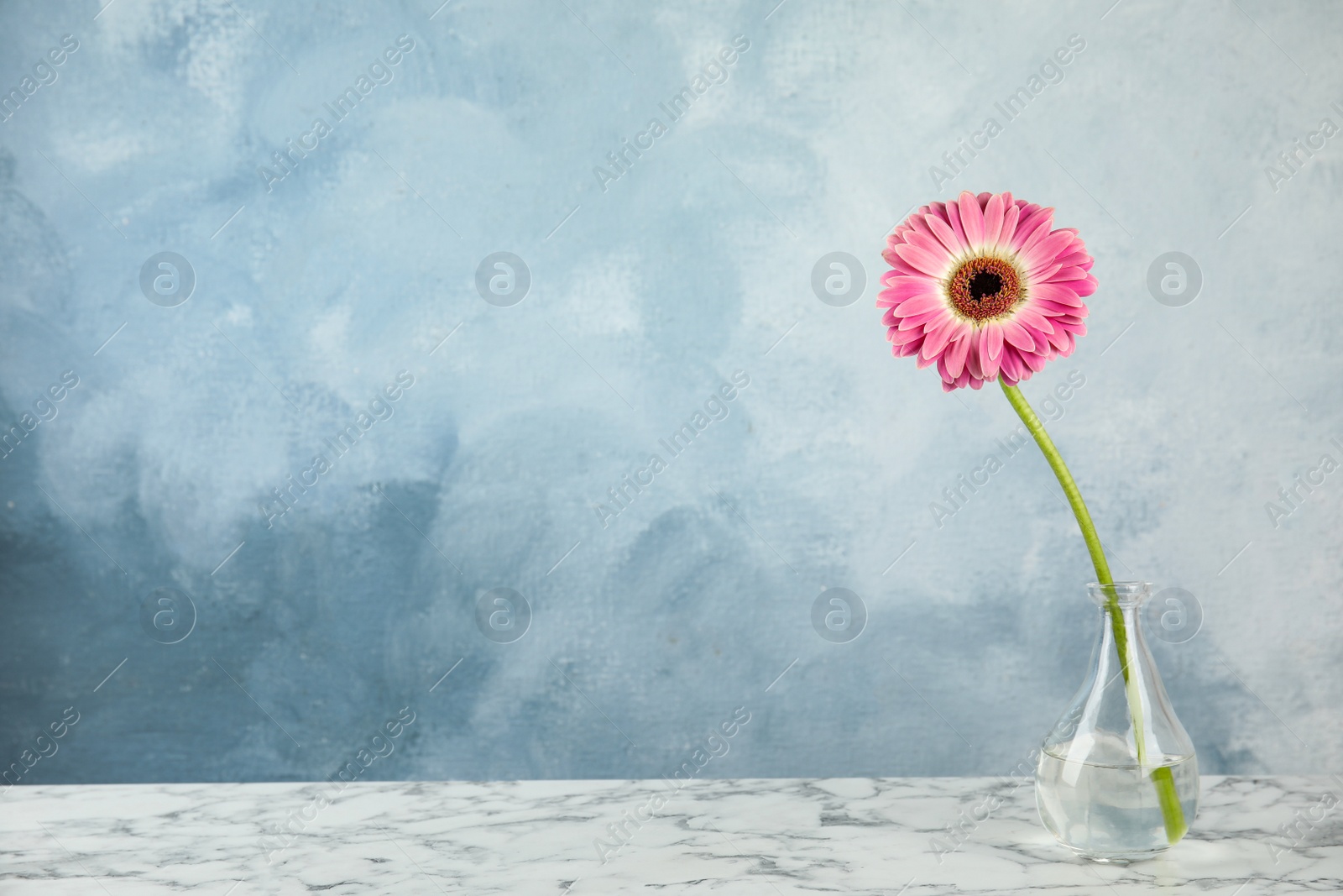 Photo of Beautiful bright gerbera flower in vase on marble table against color background. Space for text