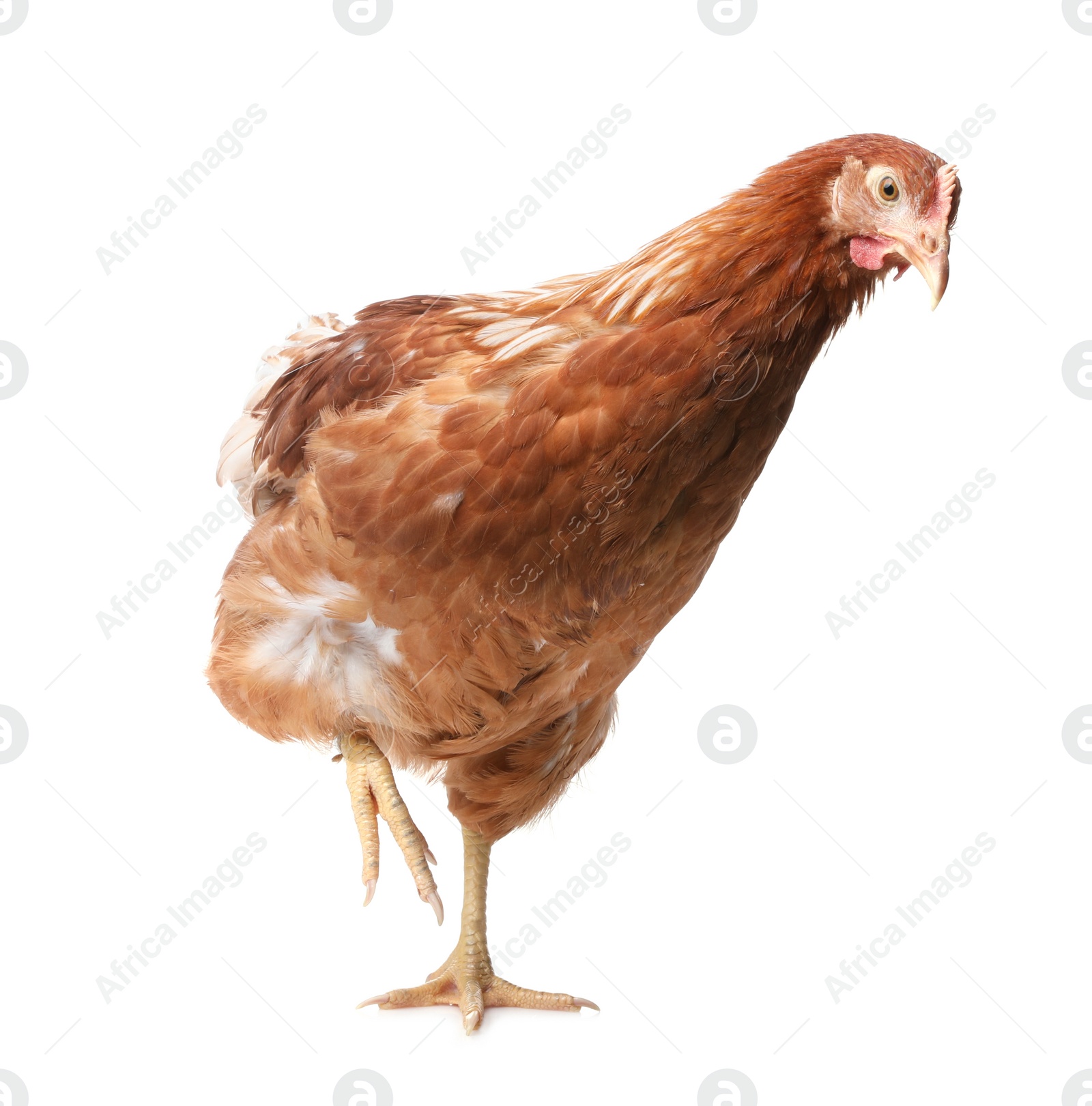 Photo of Beautiful chicken on white background. Domestic animal