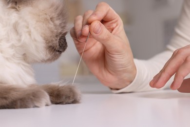 Photo of Veterinary holding acupuncture needle near cat's paw indoors, closeup. Animal treatment