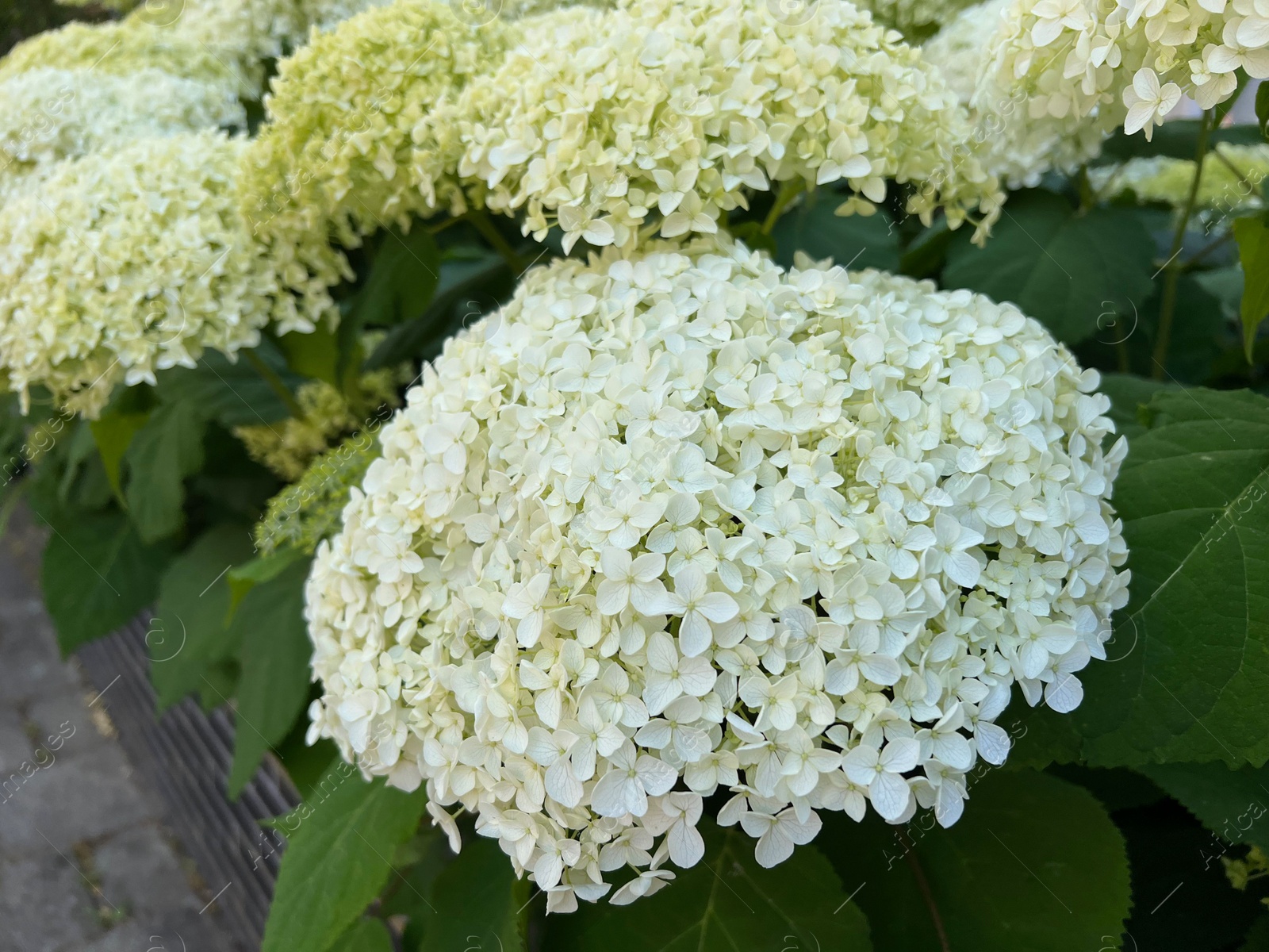 Photo of Beautiful hydrangea with blooming white flowers growing outdoors