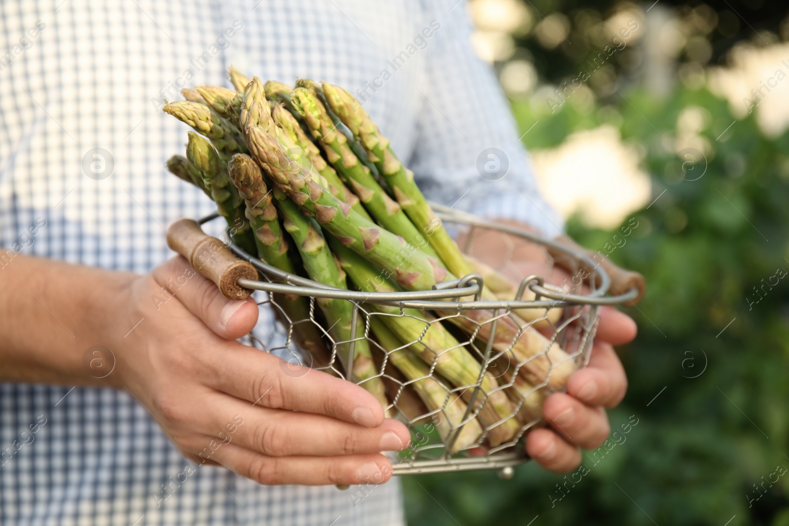 Photo of Man holding metal basket with fresh raw asparagus outdoors, closeup