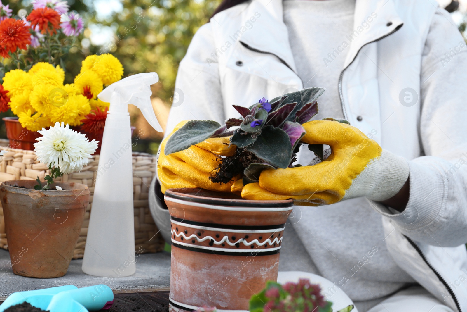 Photo of Woman wearing gardening gloves transplanting flower into pot at wooden table outdoors, closeup