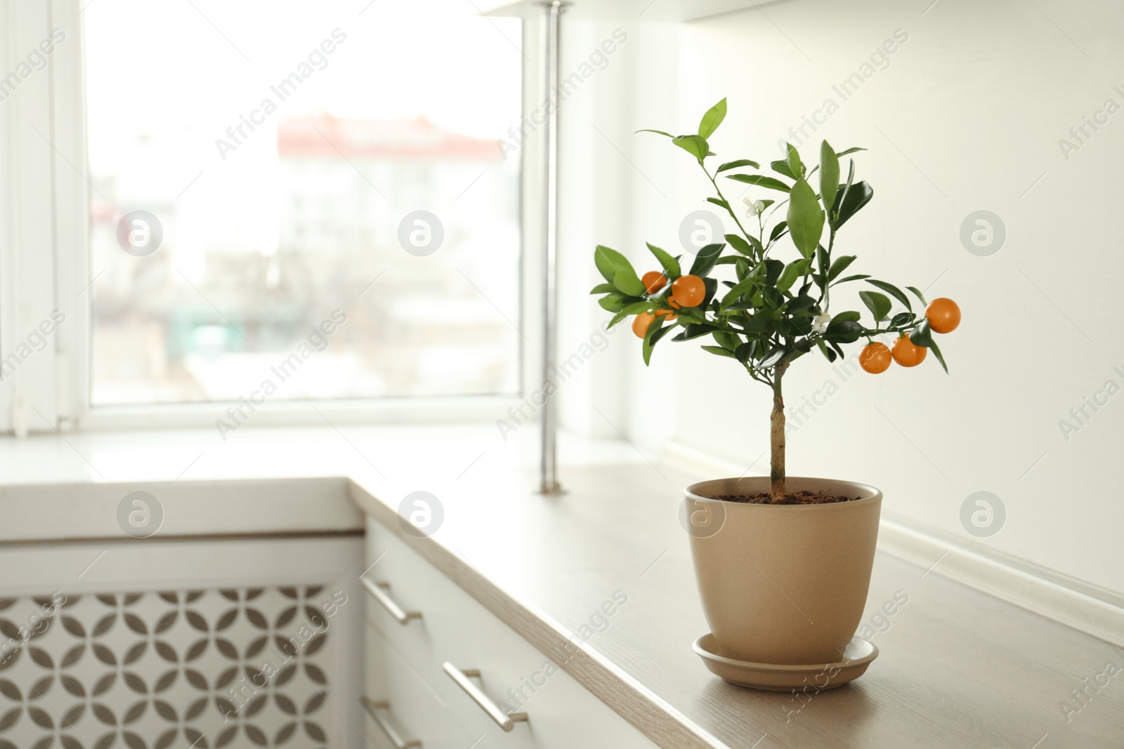 Photo of Potted citrus tree on cabinet near window indoors. Space for text