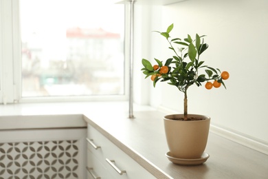 Photo of Potted citrus tree on cabinet near window indoors. Space for text