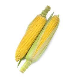 Tasty fresh corn cobs isolated on white, top view