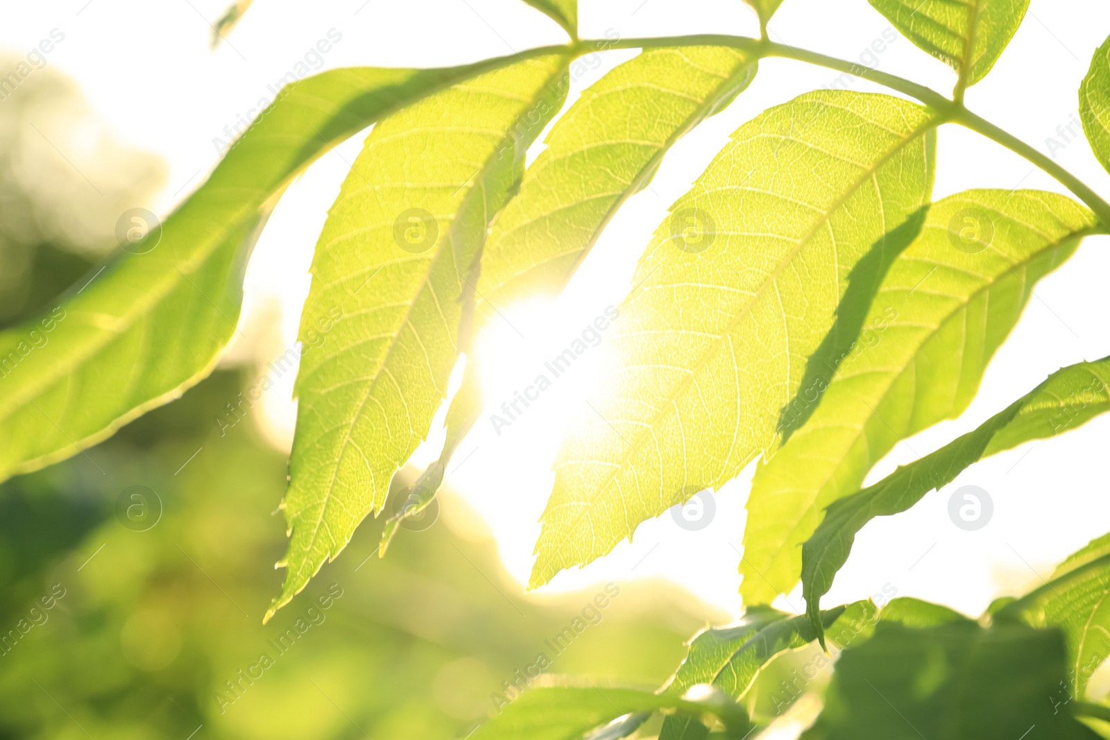 Photo of Closeup view of ash tree with young fresh green leaves outdoors on spring day