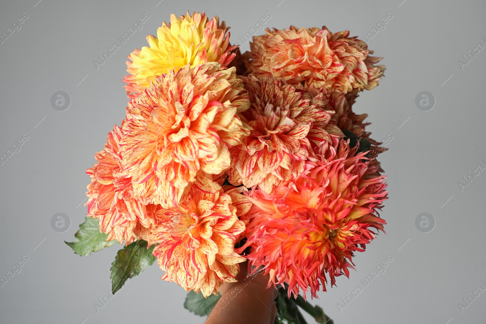 Photo of Woman with bouquet of beautiful dahlia flowers on grey background, closeup