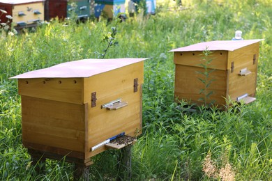 Photo of Beautiful yellow wooden beehives at outdoor apiary